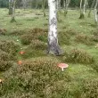 Symphony of the Forest Meditation Music MP3 picture