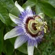 Music Of The Spheres Meditation Music MP3 image